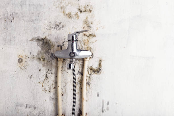 Best Same-Day Mold Removal  in Pine Ridge, PA