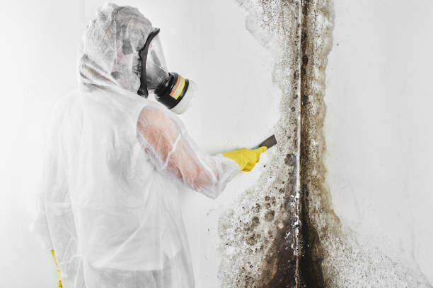 Best Mold Remediation  in Pine Ridge, PA