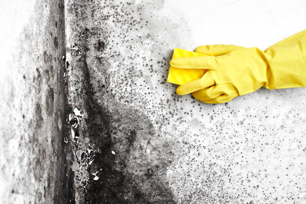 Best Black Mold Removal  in Pine Ridge, PA