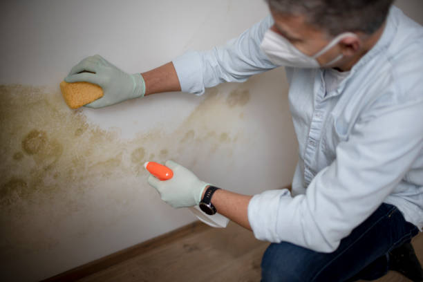 Office Mold Removal Services in Pine Ridge, PA