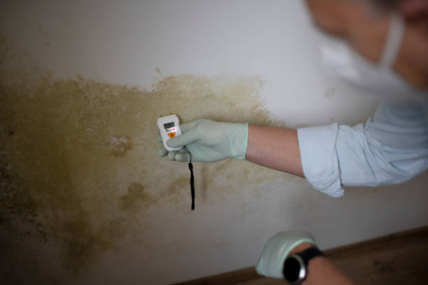 Best Black Mold Removal  in Pine Ridge, PA