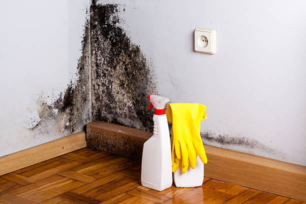 Best Mold Testing  in Pine Ridge, PA