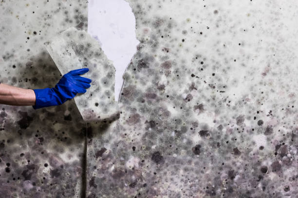 Best Commercial Mold Removal  in Pine Ridge, PA